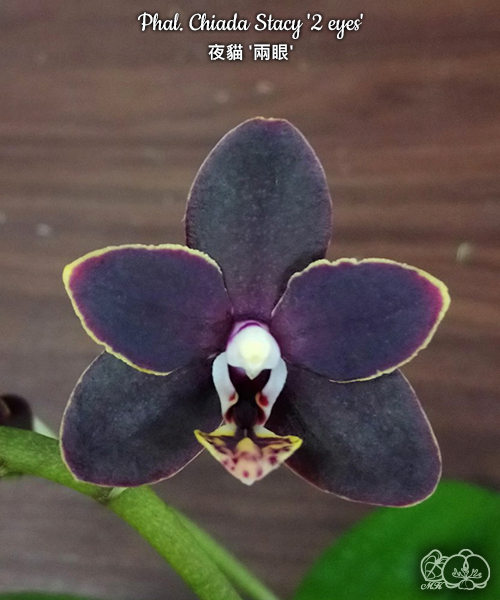 美琪園藝Miki Orchid - 品種詳細頁